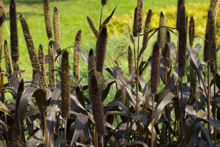 Brown cane in the city parkの写真素材