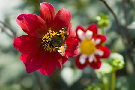 Butterfly is on a red flower; pollinationの写真素材