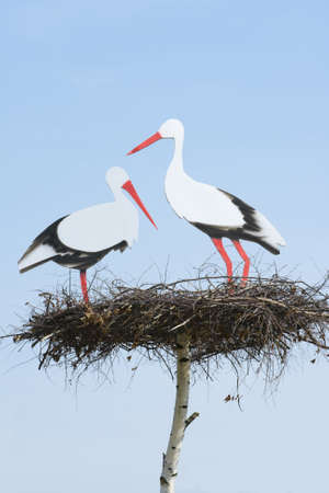 couple loving storks are on the nest, wildlifeの写真素材