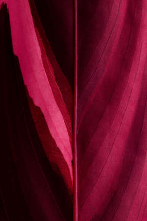 Red leaf with stripesの写真素材