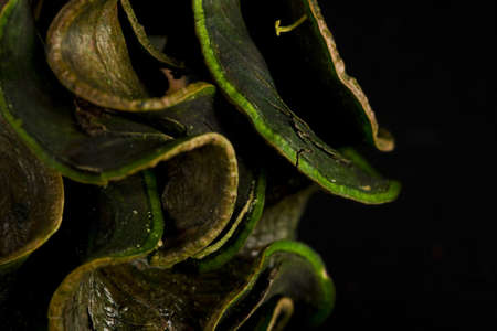 green, black and brown leaves's herbariumの写真素材