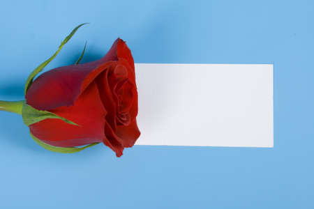 Red rose and note are lying on the blue surfaceの写真素材