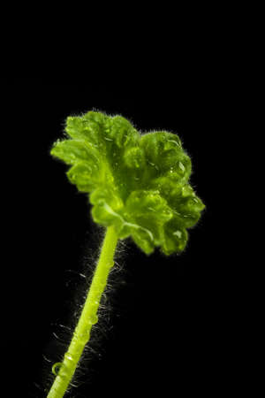 Geranium leaf with drops on black oneの写真素材