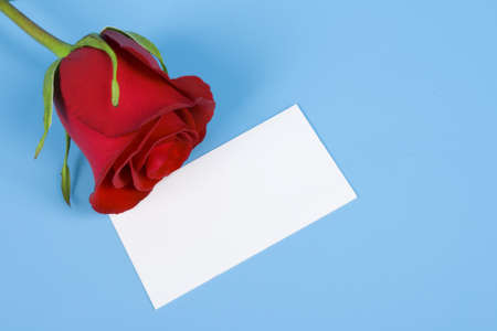 Red rose and visiting card are isolated blue backgroundの写真素材