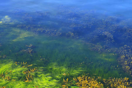 Green and yellow algae in the ocean floorの写真素材