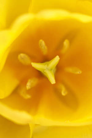 yellow tulip, macro, floral backgroundの写真素材