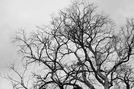 Dead tree, black and white