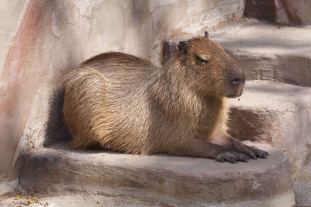 Capybara is water hog and master of the grasses.の写真素材