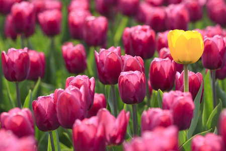 Yellow tulip is in the right side of violet glade flowersの写真素材