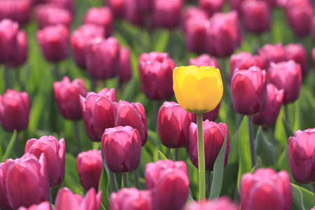 Yellow tulip is in the violet  glade of tulipsの写真素材