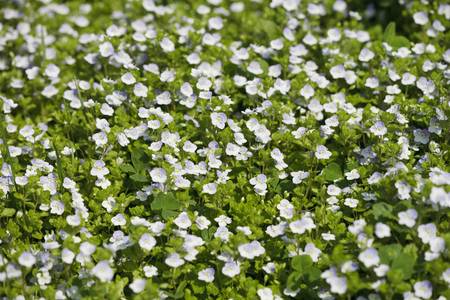 Glade of white small flowers are in the parkの写真素材