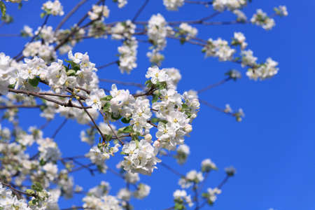blossomed tree spring