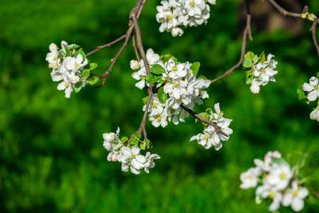 blossomed tree springの写真素材