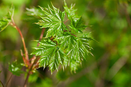 maple leaf spring