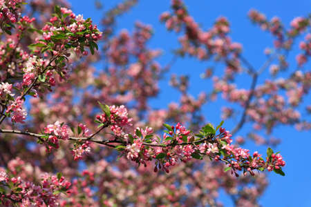 blossomed tree spring