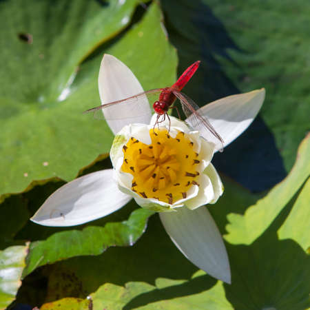 Red dragonfly sitting on the edge of a white water lily flower. Queen Sikirit Botanical garden Chiang Mai, Thailand.の写真素材