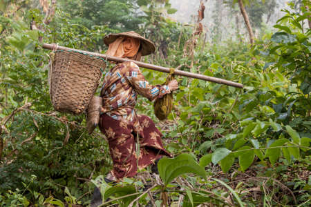 HSIPAW, MYANMAR - Nov 30, 2014: Palaung woman with basket passing through the jungle near Hsipaw in Myanmar.のeditorial素材