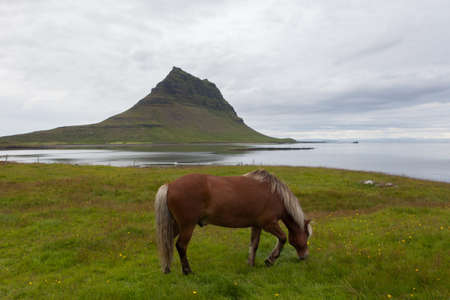 Beautiful brown horse grazing alone in the field of green grass on the seashore with the view of famous Kirkjufell mountain. Snaefellsnes peninsula, west Iceland.の写真素材