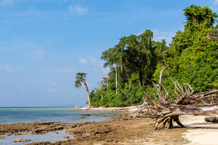 Jungle beach and sea at Havalock island, Andamans, India. Tropical jungle at sea coast. Coastal line with wild jungle beach and fallen trees.の写真素材