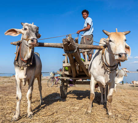MYANMAR - Dec 7, 2014: Two white water buffalo pulling a cart and driver along the side of the Irrawaddy river in Myanmar.のeditorial素材