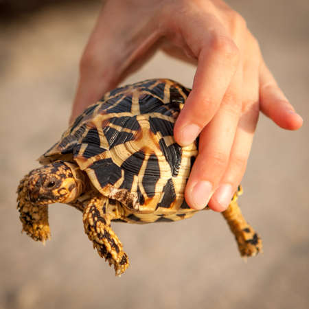 Small golden turtle in hand.の写真素材