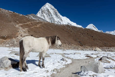 White horse standing on the trail to everest Base Camp with Pumori and Kala Patthar mountains in the background. Beautiful white horse in high Himalayan mountains.の写真素材