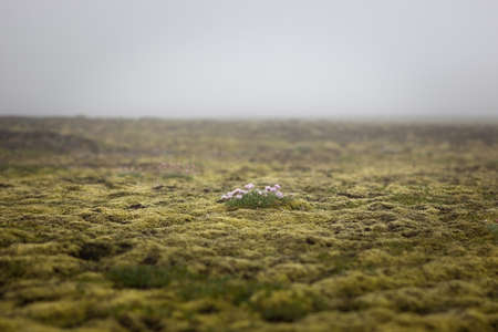 Iceland empty moss field with lonely pink flower in mist. Foggy weather in Icelandic thick moss. Field. Saefellsnes peninsula in western Iceland.の写真素材
