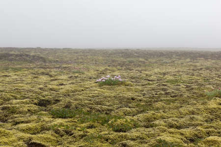 Iceland thick moss field with lonely pink flower in mist. Foggy weather in Icelandic thick moss. Field. Saefellsnes peninsula in western Iceland.の写真素材
