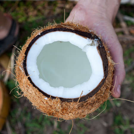 Fresh opened coconut. White coconut held in hand. Vegan organic product.の写真素材