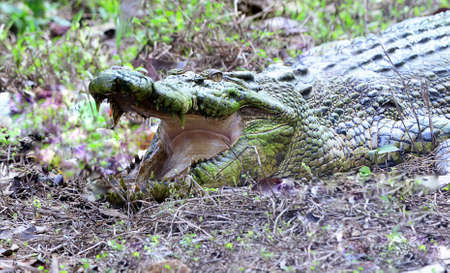 crocodile settles on the grass ready to pounceの写真素材