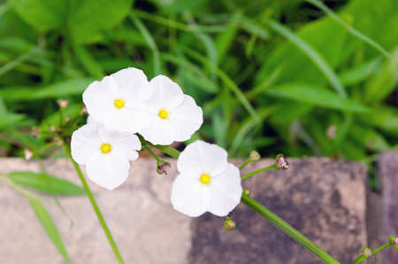 white poppies growing wild near the sidewalkの写真素材