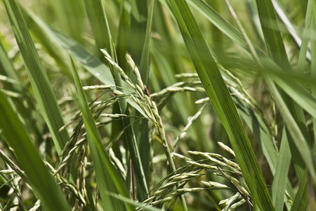 Spikeの写真素材