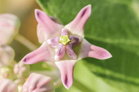 close up crown flowerの写真素材