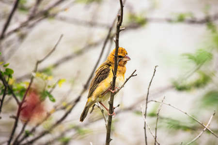  Asian Golden Weaverの写真素材