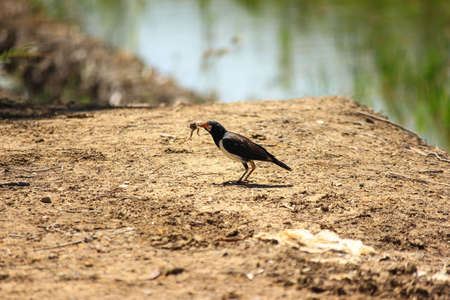 Asian Pied Starlingの写真素材