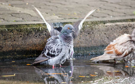 Rock pigeon playing with waterの写真素材