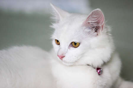 White cat with blue eyesの写真素材