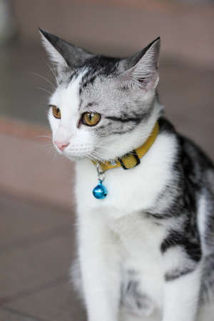 Yellow cat eyesの写真素材