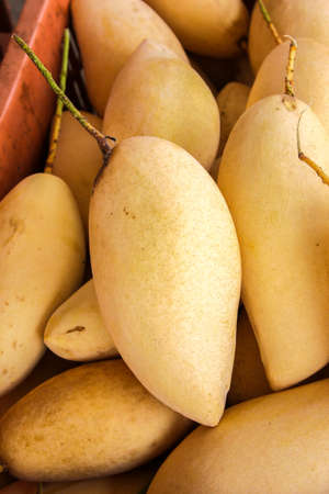 Mangos Ready to Eat at outdoor farmers market in Thailandの写真素材