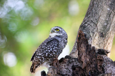 Beautiful spotted owlet (Athene brama)の写真素材