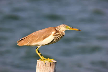 Portrait, close up photo of wading bird Chinese Pond Heron Ardeola bacchus Birds of Thailandの写真素材