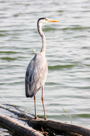 Beautiful grey heron (Ardea cinerea) portraitの写真素材