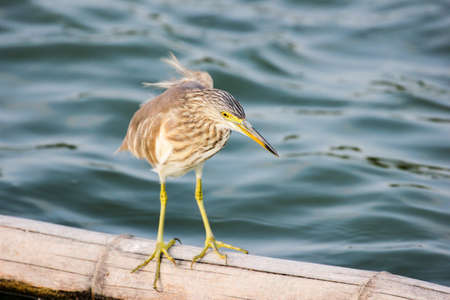 Chinese Pond Heron, Bird of Thailand