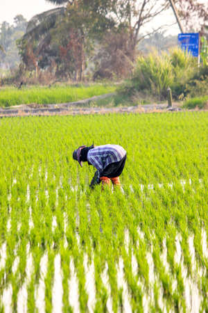 Thai woman works at rice field