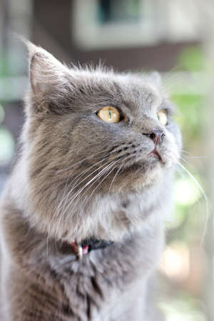 Grey cat with yellow eyeの写真素材