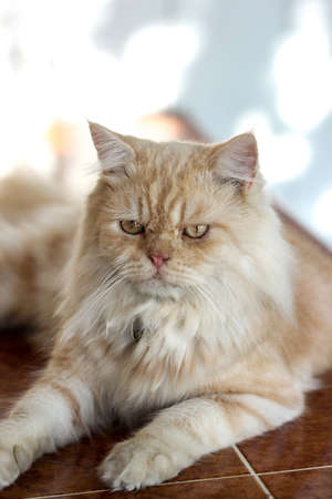 Persian cat lying on the groundの写真素材