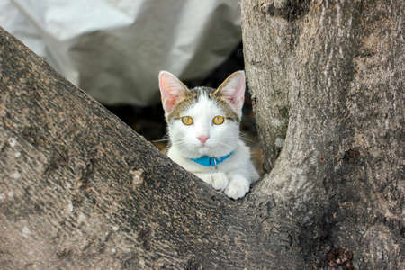 White and grey cat look at cameraの写真素材