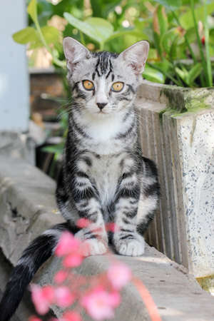 Tabby cat grey and whiteの写真素材