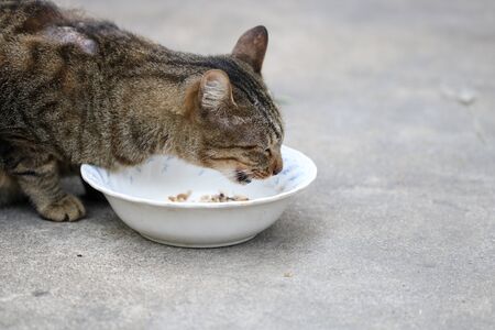 Beautiful tabby cat eating food form a bowlsの写真素材