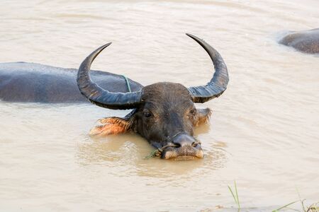Thai buffalo is soakedの写真素材